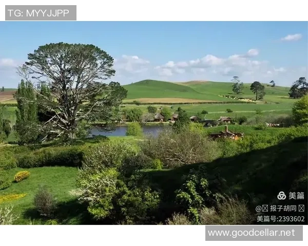 足球明星比特的传奇故事与成就揭秘你了解多少